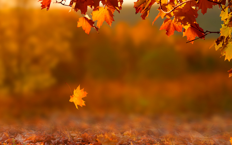 Foto van vallend herfstblaadje